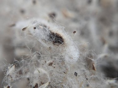 Beyaz Pamuk Soyut Makro Vuruşu