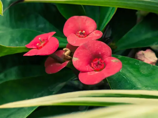 Bahçedeki Pembe Minik Çiçekler