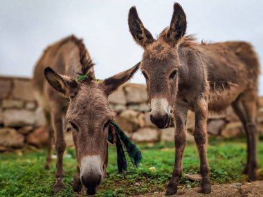 Doğadaki Görkemli Eşek Portresi Vahşi Yaşamın Güzelliğini Yakalıyor