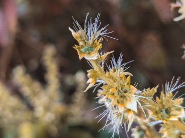 Bitkinin Keskin Tomurcukları - Doğanın Karmaşık Güzelliği Yakından