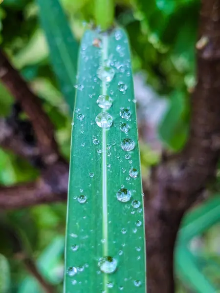 Yeşil Yaprak Üzerine Su Damlaları - Tazeleyici Doğal Makro Fotoğrafçılık