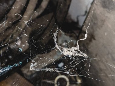 Örümcek Yuvası 'nın Entrika Ağları ve Yumurta Torbası ile Yakın Çekimi