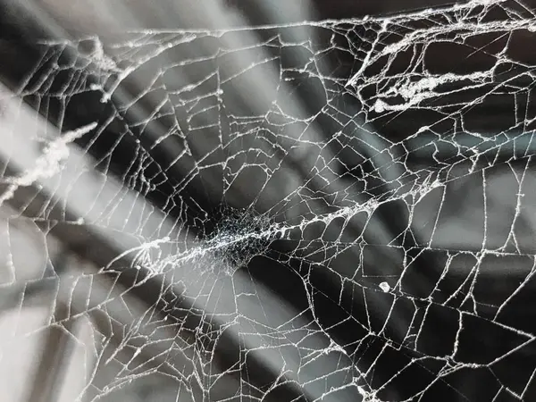 stock image Close-Up of Spider Nest with Intricate Webbing and Egg Sacs