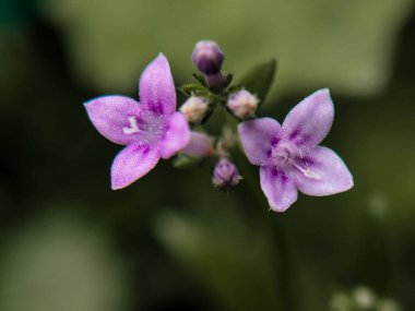 Huysuz Arkaplan ile Küçük Mor Çiçek Macro Çekimi