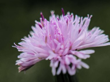 Pembe Çiçek Üzerine Macro Odaklanma: Hassas Çiçek Ayrıntılarının Yakalanması