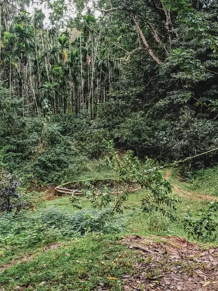 Görkemli Büyük Ağaçlı Yeşil Doğa: Yeşillik Ormanı