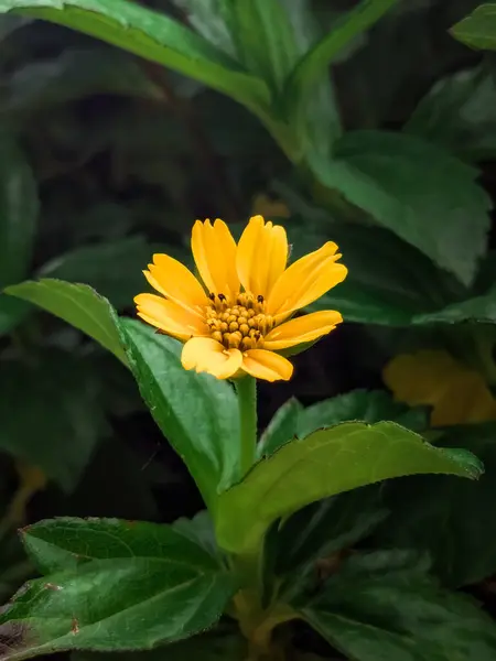 stock image Macro Shot of Yellow Flower with Green Leaves Background