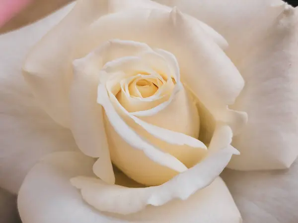 Yaprakların üzerinde su damlaları olan beyaz bir gül, yakın plan.