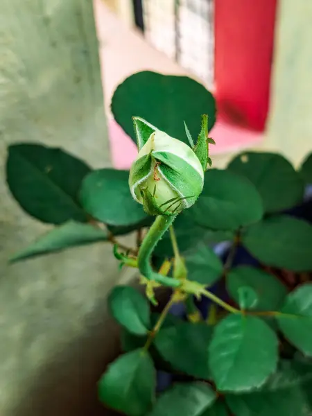 Koyu arkaplanda yeşil bir gül goncasının yakın çekimi.