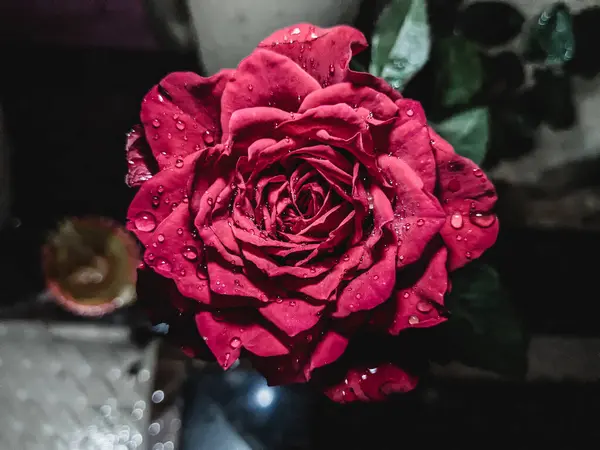 Kırmızı Gül 'ün üzerindeki su damlacıkları yakın çekim.