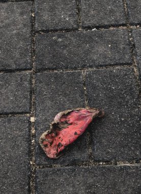 Asfaltta kurumuş kırmızı yaprak