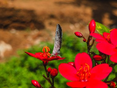 Bahçedeki kırmızı çiçekte kelebek, 