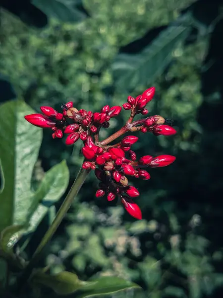 Filtre efektli Ixora coccinea çiçeği retro vintage tarzı