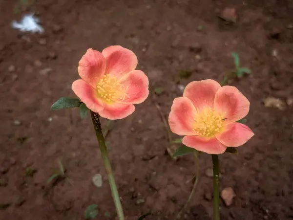 kırmızı ve sarı çiçek