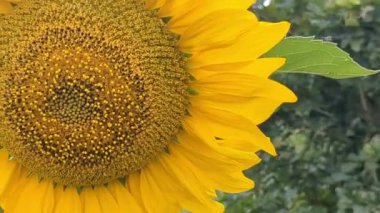 Yazın ayçiçeği tarlası