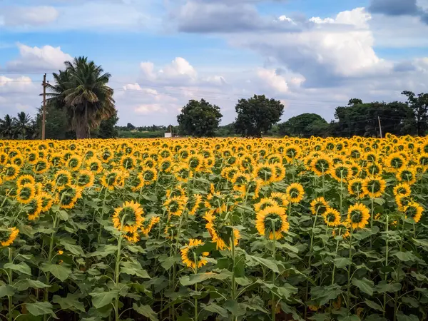 tarlada ayçiçekleri