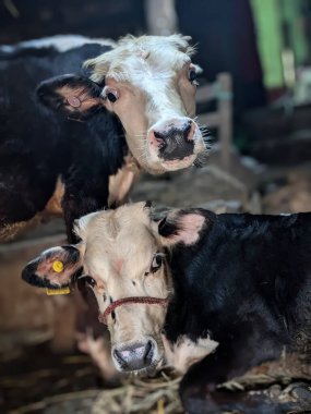 Tarladaki bir ineğin portresi