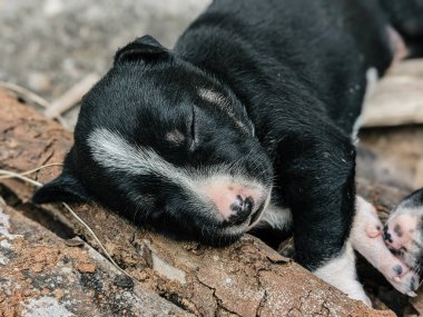 Rahatlamış İfadesiyle Huzurlu Uyuyan Siyah Köpek Portresi