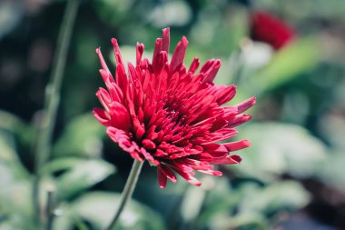 Areca Çiftliği 'nde Kırmızı Hardy Kasımpatıları Tropikal Alanlar' da Canlı Çiçekler