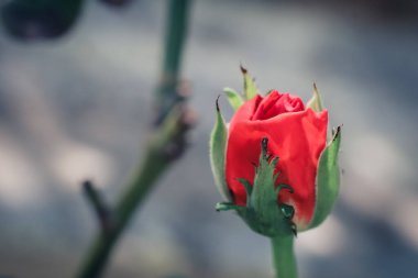 Bulanık Arkaplanlı Kırmızı Gül 'ün Yakın Çekimi: Zarif Çiçek Güzelliği