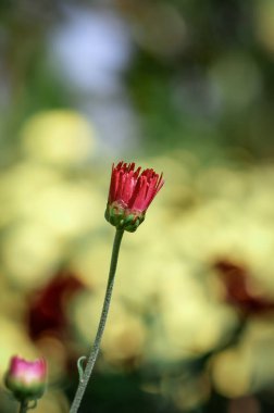 Areca Çiftliği 'nde Kırmızı Hardy Kasımpatıları Tropikal Alanlar' da Canlı Çiçekler