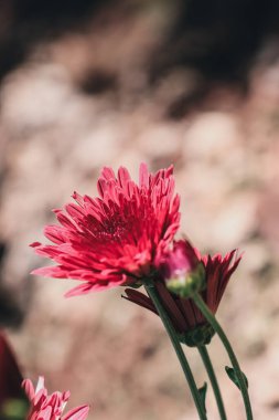 Areca Çiftliği 'nde Kırmızı Hardy Kasımpatıları Tropikal Alanlar' da Canlı Çiçekler