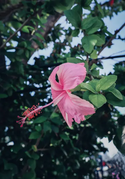 Pembe amber çiçeği tomurcuğu. Yakın çekim. 