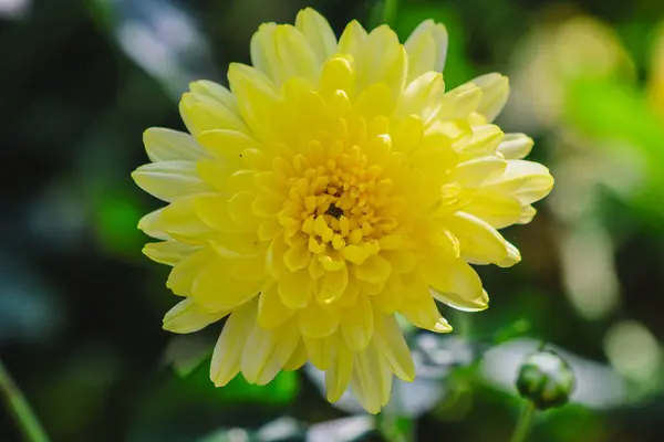 Sarı Hardy Kasımpatı Çiçek Çiftliği: Tam Odakta Canlı Çiçekler