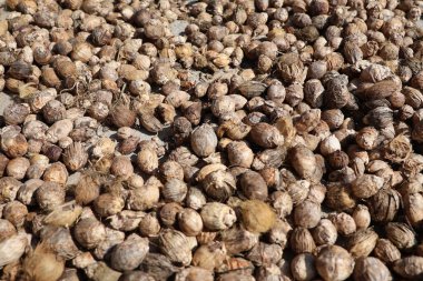 Yere Düşen Areca Nuts: Doğal Aşk Temalı Ekran