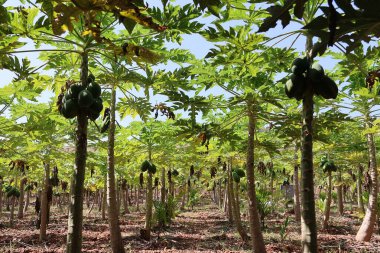 Papaya Ağaç Tarım Alanı: Tropikal Meyve Tarlalarıyla Yeşiller