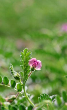 Taze Yeşil Nohut Çiçeğinin Yakın Çekimi: Hassas Tarım Çiçekleri