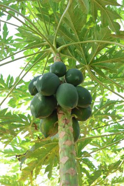 Papaya Ağaç Tarım Alanı: Tropikal Meyve Tarlalarıyla Yeşiller