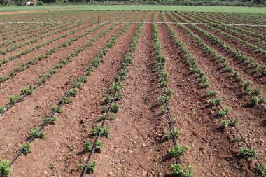 Damla Sulamalı Hardy Kasımpatı Çiftliği: Sürdürülebilir Çiftlik Arazisi