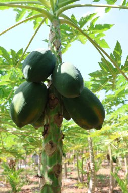 Papaya Ağaç Tarım Alanı: Tropikal Meyve Tarlalarıyla Yeşiller