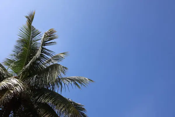 Kopya Alanı ile Mavi Gökyüzüne Karşı Hindistan cevizi Ağacı Dalları: Tropikal Minimalizm