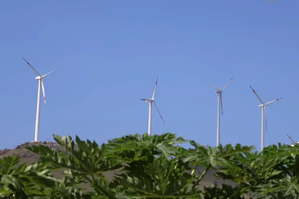 Papaya Santralleri Üzerine Rüzgar Enerjisi Hayranları: Tarımda Sürdürülebilir Güç Kullanımı