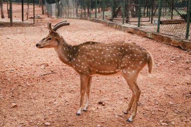 Vahşi doğadaki çarpıcı geyik portresi: Doğanın Zarafetinin Parıltısı