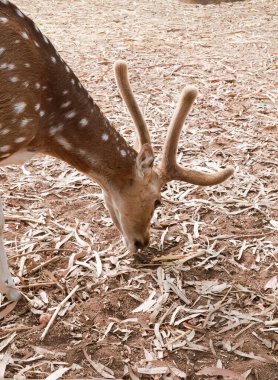 Vahşi doğadaki çarpıcı geyik portresi: Doğanın Zarafetinin Parıltısı