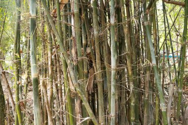Ormandaki Büyüleyici Bambu Ağaçları: Doğanın Kule Güzelliği
