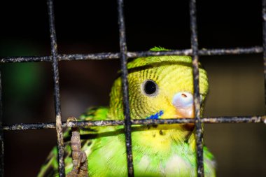 Kafesteki Güzel Yeşil Papağan: Büyüleyici Bir Tüylü Arkadaş