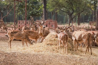 Doğadaki Görkemli Geyik Grubu: Doğanın Huzurlu Güzelliği Yakalandı