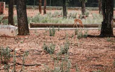 Doğadaki Görkemli Geyik Grubu: Doğanın Huzurlu Güzelliği Yakalandı