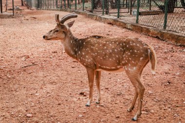 Vahşi doğadaki çarpıcı geyik portresi: Doğanın Zarafetinin Parıltısı