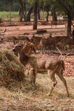 Doğadaki Görkemli Geyik Grubu: Doğanın Huzurlu Güzelliği Yakalandı