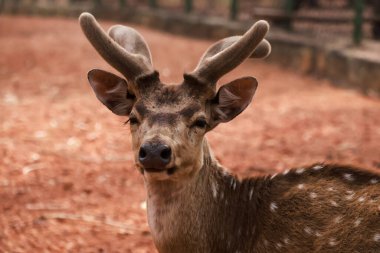 Vahşi doğadaki zarif geyik portresi: Doğanın zarafetini yakalamak