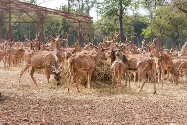 Doğadaki Görkemli Geyik Grubu: Doğanın Huzurlu Güzelliği Yakalandı