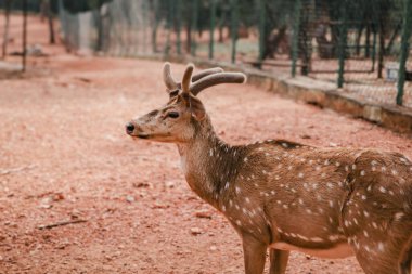 Vahşi doğadaki zarif geyik portresi: Doğanın zarafetini yakalamak
