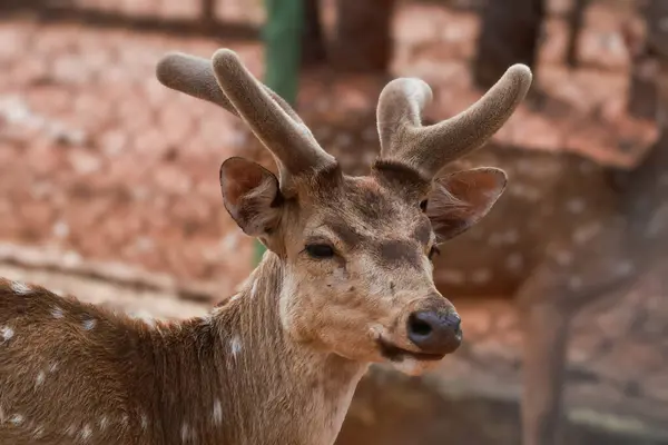 Vahşi doğadaki çarpıcı geyik portresi: Doğanın Zarafetinin Parıltısı