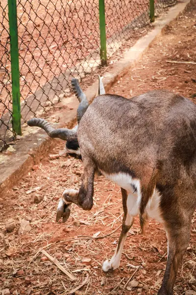 Vahşi doğadaki çarpıcı geyik portresi: Doğanın Zarafetinin Parıltısı