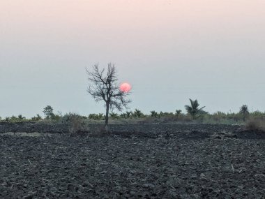 Güzel Gündoğumu Ağaçların Arkasında Huzurlu Doğa Stoku Görüntüleri